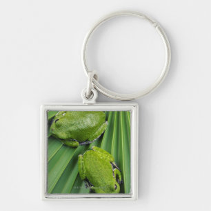 Bellender Baum-Frosch (Hyla gratiosa) Schlüsselanhänger