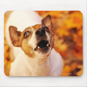 Bellender und springender Jack-Russell-Terrier, Mousepad