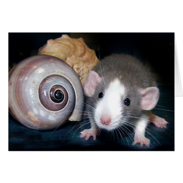 "Belle's" Zauber! (Vorderseite (Horizontal))