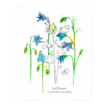 Bellflower Botanische Kunstsprache der Blume