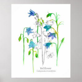 Bellflower Botanische Kunstsprache der Blume Poster