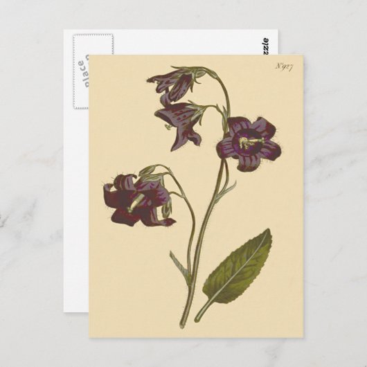 Bellflower-Zahnfleischblüte Postkarte (Vorne/Hinten)