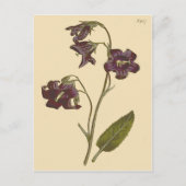 Bellflower-Zahnfleischblüte Postkarte (Vorderseite)