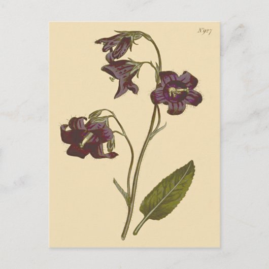 Bellflower-Zahnfleischblüte Postkarte (Vorderseite)