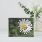Bellis perennis postkarte (Stehend Vorderseite)