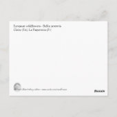 Bellis perennis postkarte (Rückseite)