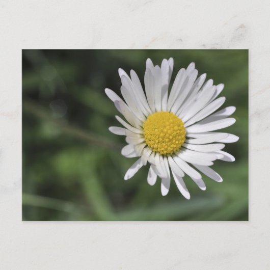 Bellis perennis postkarte (Vorderseite)