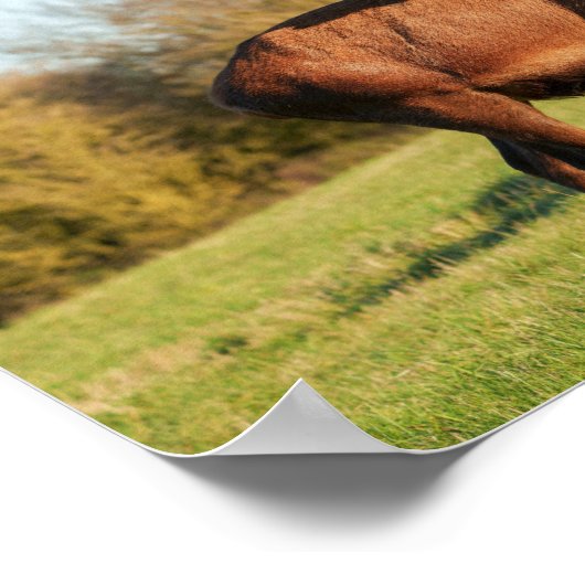 Bellows Red Deer Stag Poster (Ecke)