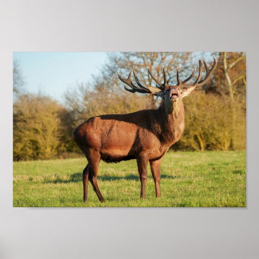 Bellows Red Deer Stag Poster (Vorne)