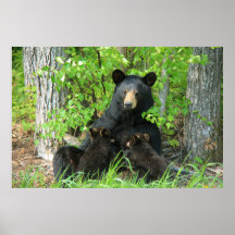 Belly Up Momma Bear und Twin Cubs
