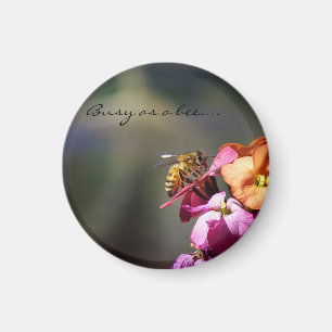 Belohnung für Bienen... Magnet