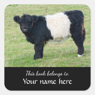 Belted Galloway Calf "Dieses Buch gehört..." Sq Quadratischer Aufkleber