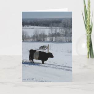 Belted Galloway Kuh in einer verschneiten Landscha Karte