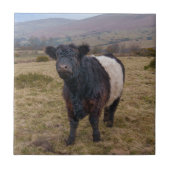 Belted Galloway Stehend Stolz auf Dartmoor Fliese (Vorderseite)