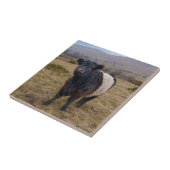 Belted Galloway Stehend Stolz auf Dartmoor Fliese (Seite)