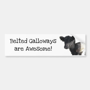 Belted Galloways sind großartig Belted Galloway Oc Autoaufkleber