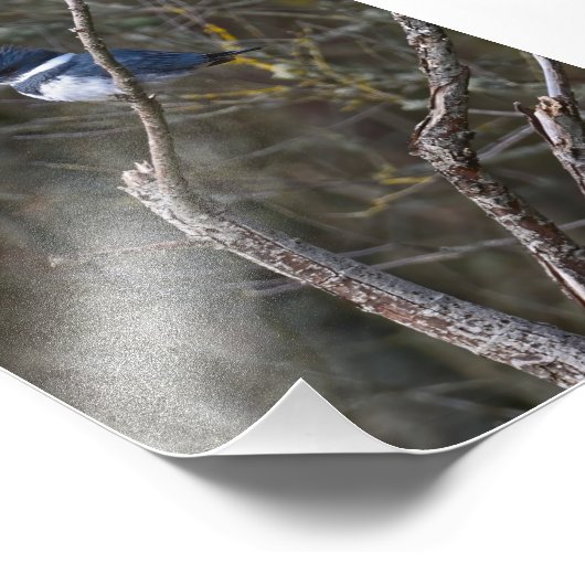 Belted Kingfisher Guemes Island Foto Print (Ecke)