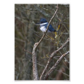 Belted Kingfisher Guemes Island Foto Print (Vorne)