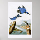 Belted Kingfisher John Audubon Birds of America Poster (Vorne)