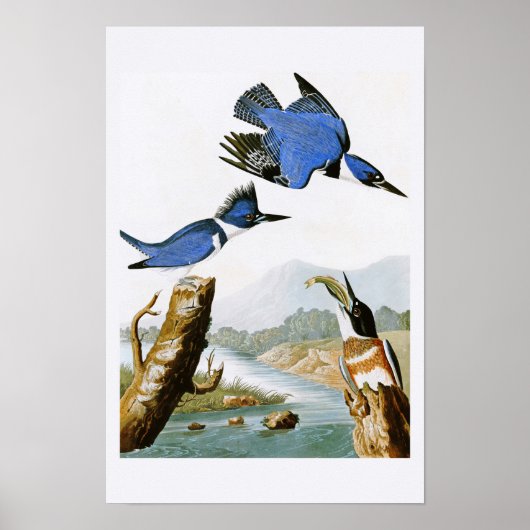 Belted Kingfisher John Audubon Birds of America Poster (Vorne)