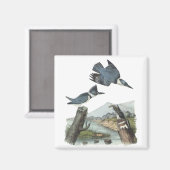 Belted Kingfisher, John Audubon Magnet (Vorderseite/Rückseite)