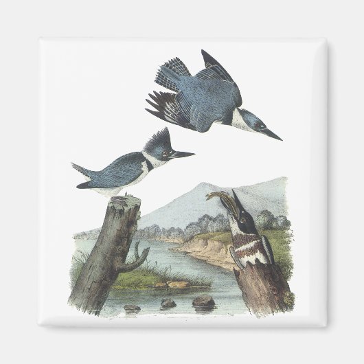 Belted Kingfisher, John Audubon Magnet (Vorne)