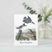 Belted Kingfisher, John Audubon Postkarte (Stehend Vorderseite)
