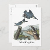 Belted Kingfisher, John Audubon Postkarte (Vorne/Hinten)