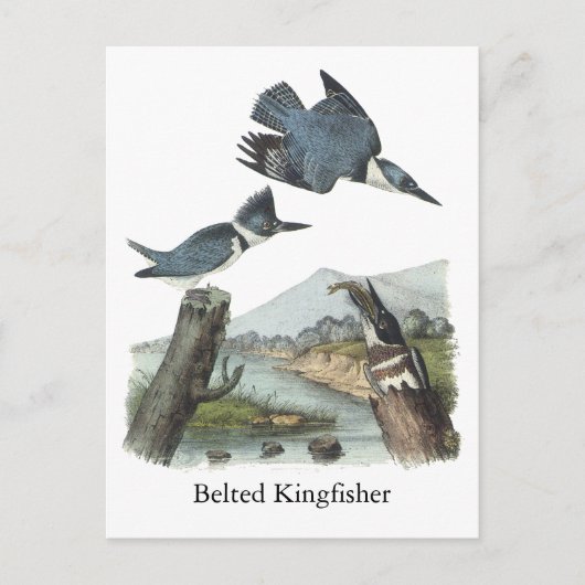 Belted Kingfisher, John Audubon Postkarte (Vorderseite)