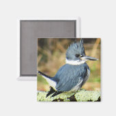 Belted Kingfisher Magnet (Vorderseite/Rückseite)