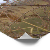 Belted Kingfisher Photo Poster (Ecke)