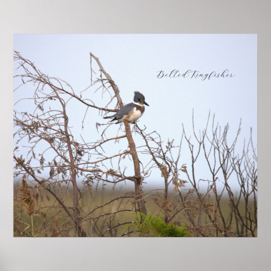 Belted Kingfisher Photo Poster (Vorne)