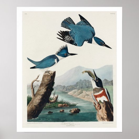 Belted Kingfisher von Audubon Poster (Vorne)