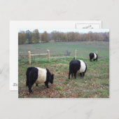 Beltie Cow Herd Auf dem Weg Postkarte (Vorne/Hinten)