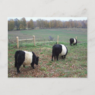Beltie Cow Herd Auf dem Weg Postkarte