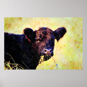 Beltie Kuh Aquarellmalerei Galloway Art Poster
