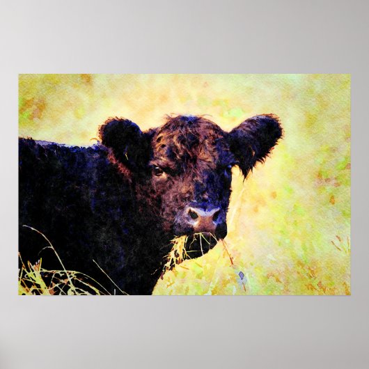 Beltie Kuh Aquarellmalerei Galloway Art Poster (Vorne)