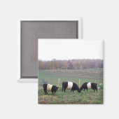 Beltie Kuh Herde im Herbst Magnet (Vorderseite/Rückseite)