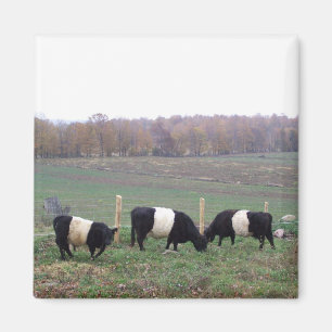 Beltie Kuh Herde im Herbst Magnet