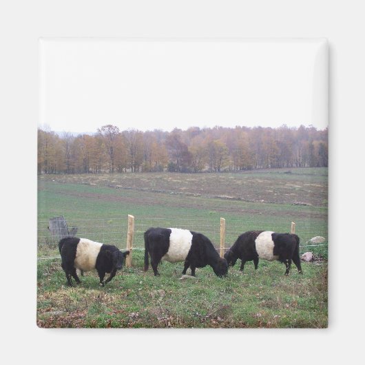 Beltie Kuh Herde im Herbst Magnet (Vorne)