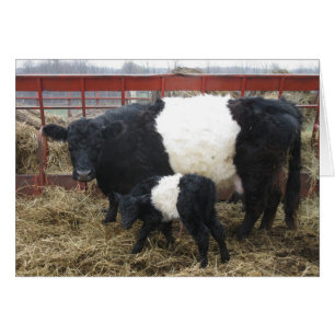 Beltie Kuh und Kalb