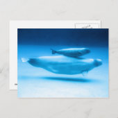 Beluga Mutter und Baby Postkarte (Vorne/Hinten)