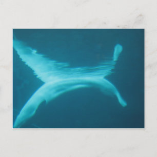 Beluga Split Postkarte