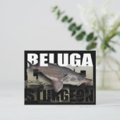 Beluga Sturgeon Postcard Postkarte (Stehend Vorderseite)