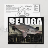 Beluga Sturgeon Postcard Postkarte (Vorne/Hinten)