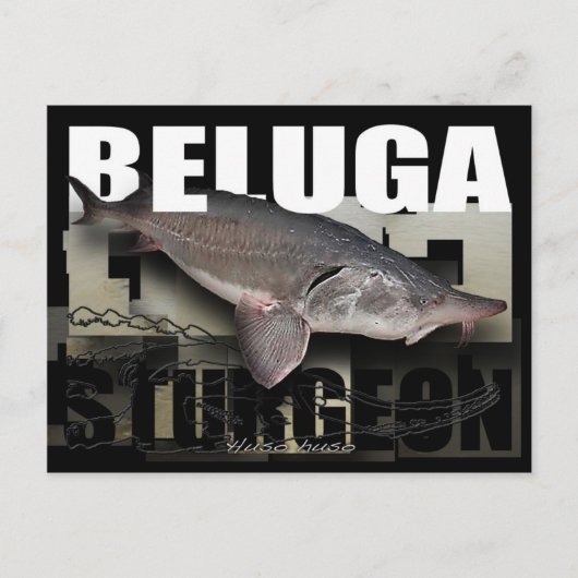 Beluga Sturgeon Postcard Postkarte (Vorderseite)