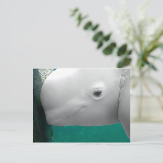 Beluga Watching Postcard Postkarte (Stehend Vorderseite)
