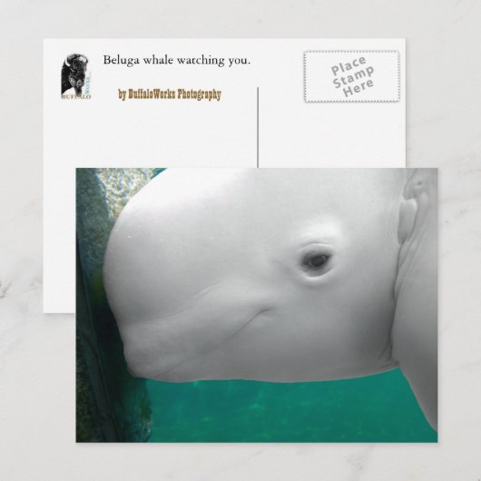 Beluga Watching Postcard Postkarte (Vorne/Hinten)