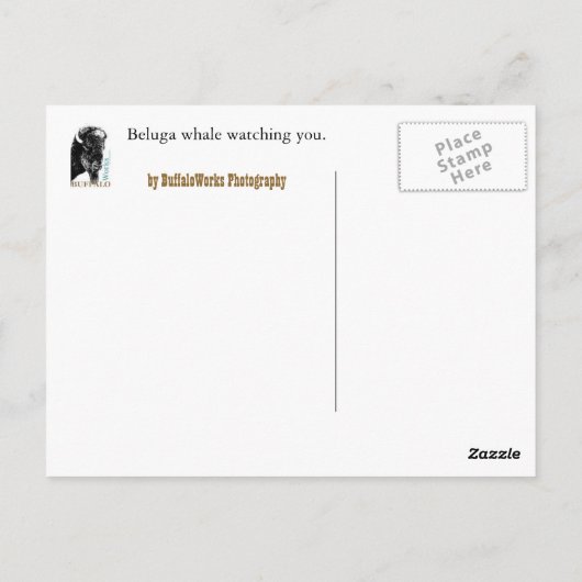 Beluga Watching Postcard Postkarte (Rückseite)
