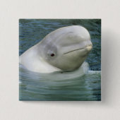 Beluga Whale, Delphinapterus leucas) Button (Vorderseite)